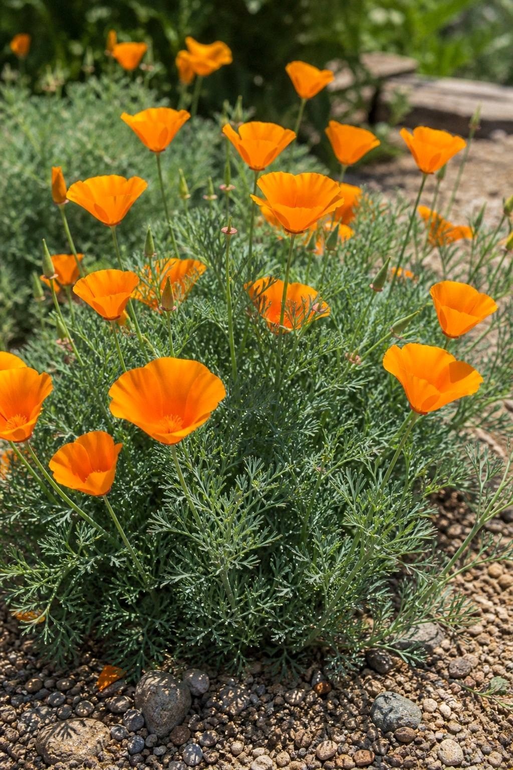 Bright orange California poppy flowers with feathery silver-green foliage in a sunny gravel garden patch